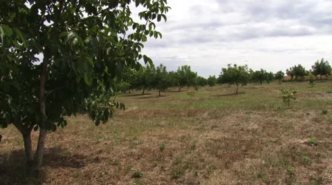 Field of walnut trees Stock Footage 54522467