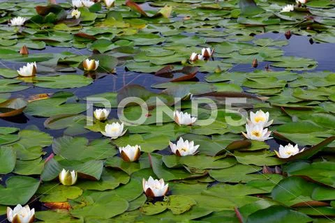 Field water lilies (Nymphaea alba) Stock Photos