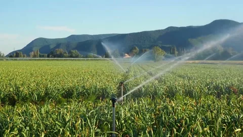 The field is watered by a sprinkler system Stock Footage 196632951