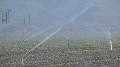 Field watered in wind Stock-Footage 652242