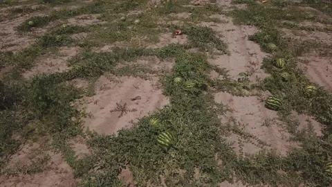 Field with watermelons from a height Stock Footage 116475570
