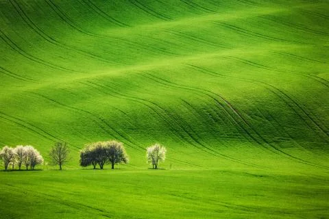 Field waves with blossoming trees in the spring Stock Photos