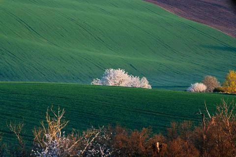 Field waves with blossoming trees in the spring, South Moravia, Czech Republic Foto stock