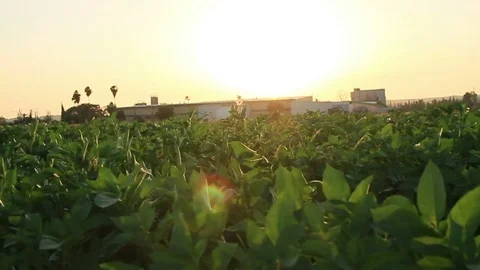 Field Waves Moved by Summer Wind on Sunset Video stock 75330364