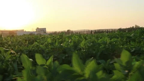 Field Waves Moved by Summer Wind on Sunset Stock Footage 75334451
