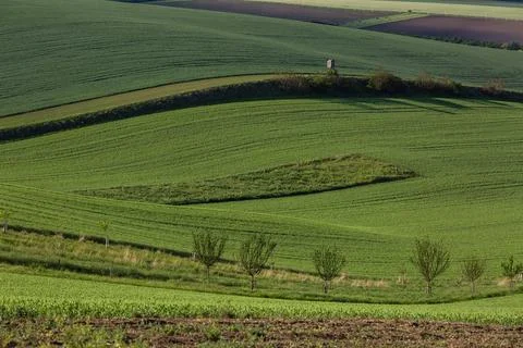 Field waves with trees in the spring in South Moravia, Czech Republic Stock Photos