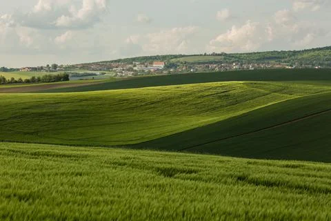 Field waves with trees in the spring in South Moravia, Czech Republic Stock Photos