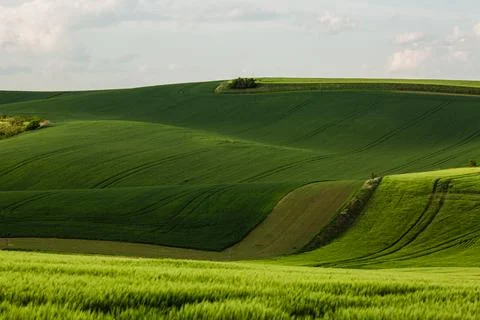 Field waves with trees in the spring in South Moravia, Czech Republic Stock Photos