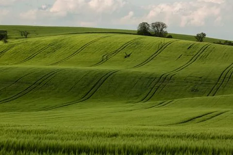 Field waves with trees in the spring in South Moravia, Czech Republic Stock Photos