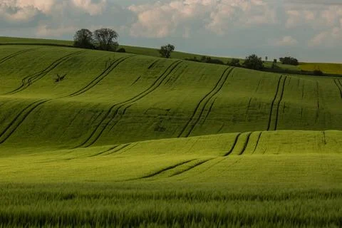 Field waves with trees in the spring in South Moravia, Czech Republic Stock Photos