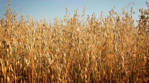 Field of waving oat. Stock Footage 8574388