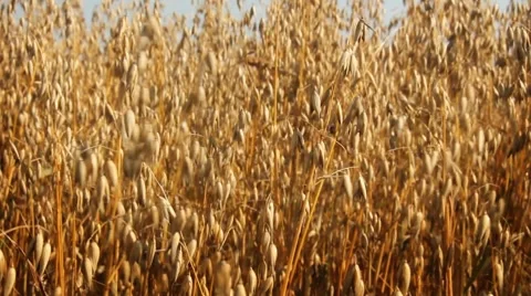 Field of waving oat Stock Footage 8574599