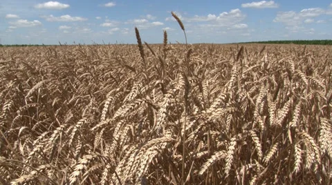 FIELD OF WAVING RIPE WHEAT Stock Footage 39818525