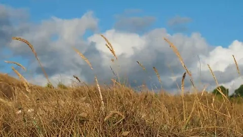 Field waving in the wind at summer 스톡 동영상 69230018