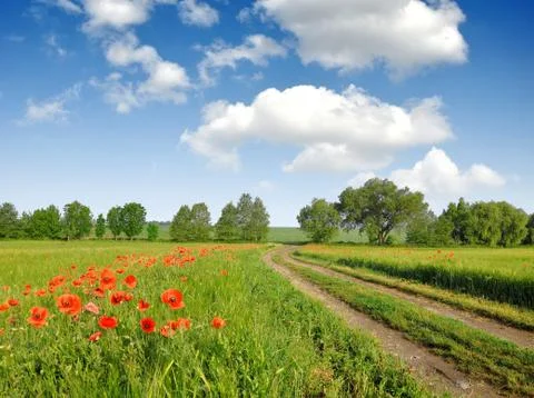 Field way  Foto stock