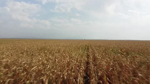 Field of wheat aerial Vidéo 230464052