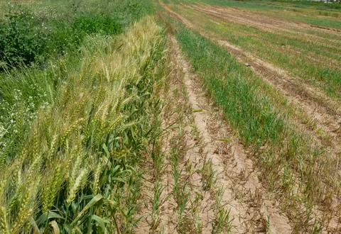 Field of wheat after harvest Stock Photos