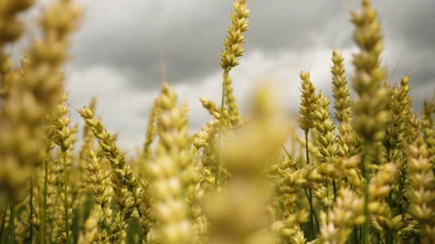 Field of Wheat Against Background of Dark Dramatic Sky. Spikelets of Wheat .. Stock-Footage 306407384