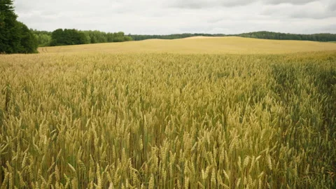 Field of Wheat Against Background of Dark Dramatic Sky. Spikelets of Wheat .. Video stock 336026494