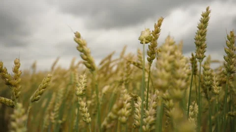 Field of Wheat Against Background of Dark Dramatic Sky. Spikelets of Wheat .. Video stock 336027062