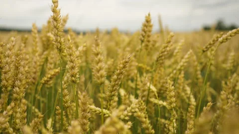 Field of Wheat Against Background of Dark Dramatic Sky. Spikelets of Wheat .. Video stock 336027377