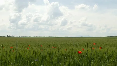 Field of wheat against the sky in the clouds Stock Footage 91047713