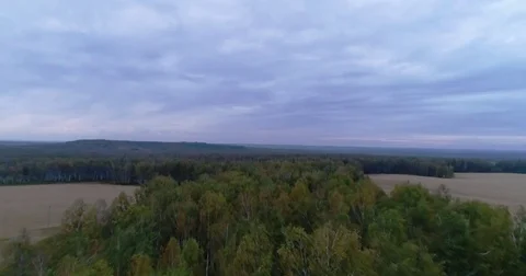 A field of wheat and autumn forest aerial view Stock Footage 80553080
