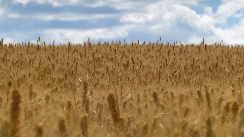Field of wheat and blue sky, wind. Long focus 2 Stock Footage 77445936