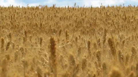 Field of wheat and blue sky, wind. Long focus Stock Footage 77446006
