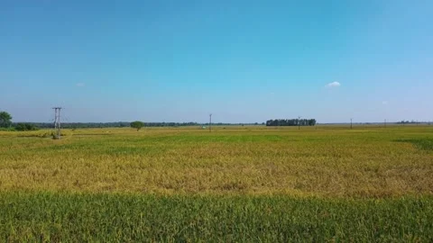 Field of wheat and blue sky Stock Footage 311241079