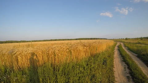 Field with wheat and ground road 動画素材 65360774