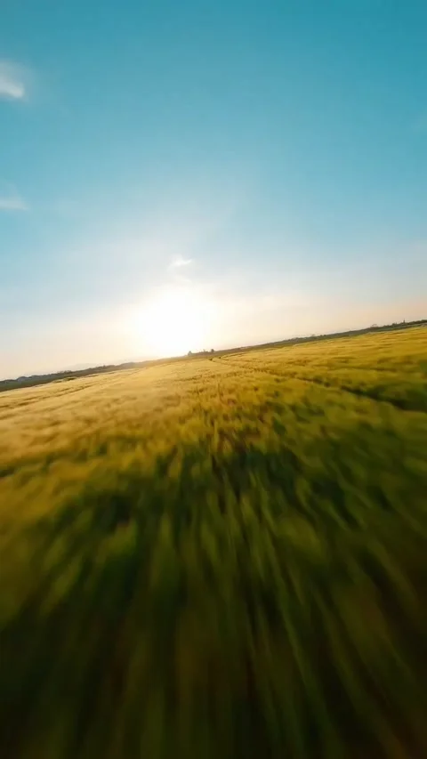 Field of wheat and sunset Stock Footage 273059132