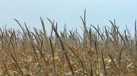 Field of wheat in Autumn Video stock 36066131