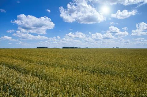 A field of wheat on the background of a blue sky with clouds. Stock Photos
