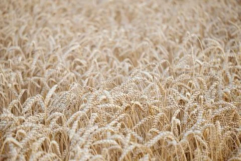 Field of wheat background Stock Photos
