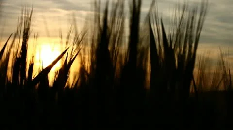 Field of wheat in backlight (pan) Stock Footage 11130108