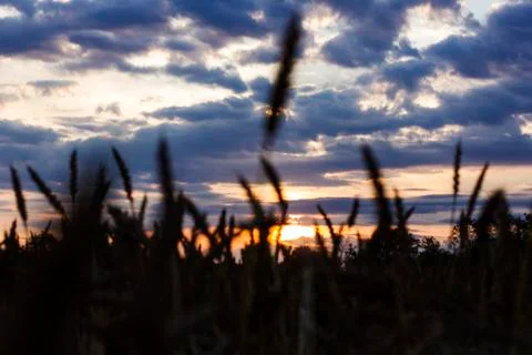 Field of wheat in backlight. The setting sun and clouds Stock Photos