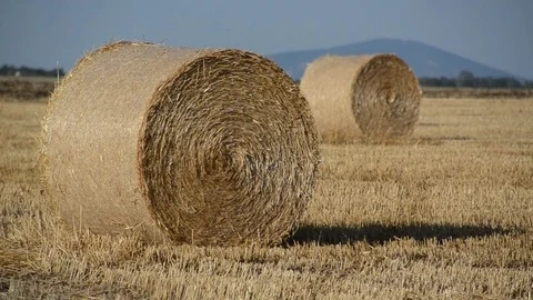Field of wheat bale Stock Footage 71452683