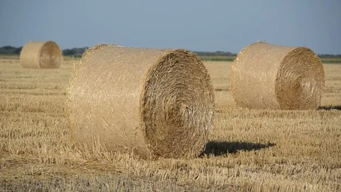 Field of wheat bale Stock Footage 71452993