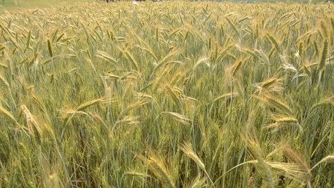 Field of wheat blowing in the wind. Ears of wheat crop. Agronomy Video stock 120340437