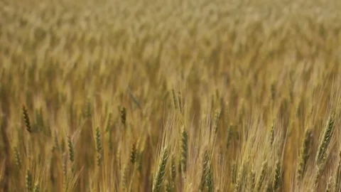 Field of wheat blowing in the wind Stock Footage 71369452