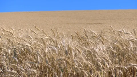 A field of wheat blowing in the wind Stock Footage 112046694