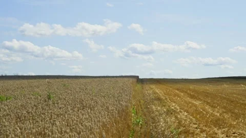 A field of wheat with a blue sky in the background Stock Footage 265254735