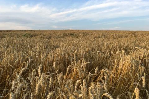 Field with wheat on blue sky background with clouds, farming and farming. Foto stock