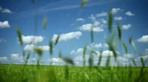Field of wheat with blue sky Stock Footage 11110799
