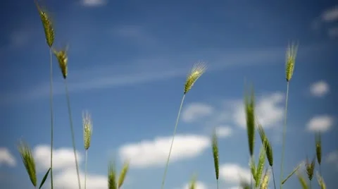 Field of wheat with blue sky Stock Footage 11143744