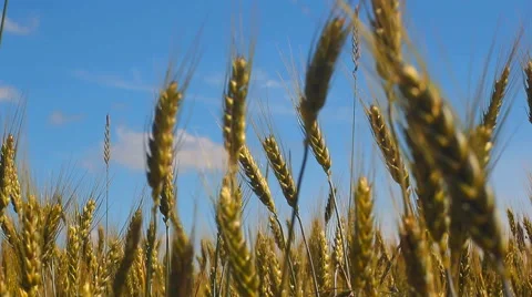 Field of wheat on the blue sky Video stock 53586510