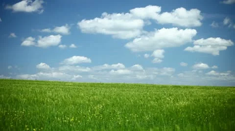 Field of wheat with blue sky (pan shot) Stock Footage 11109299