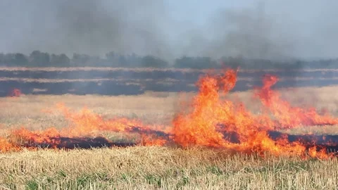A field of wheat is burning with a big fire, dry straw on a bright sunny day Stock Footage 148542935