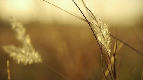 Field of Wheat Close Up Video stock 26288388